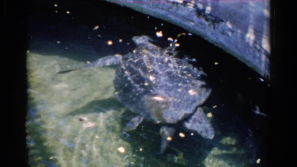 The turtle turns near the curved concrete edge of a shallow tank, with its shell, head, and flippers visible.