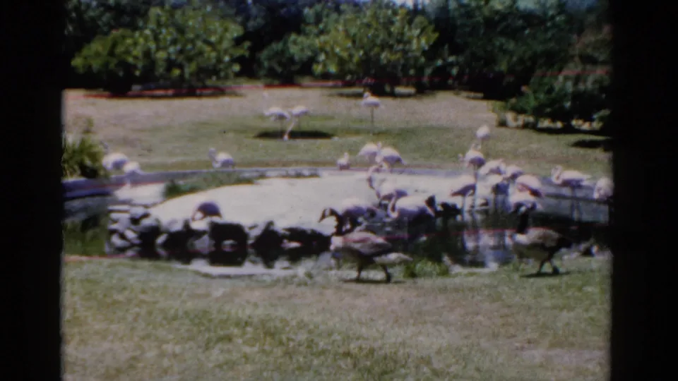 Florida 1975 home-movie frame showing flamingos and other birds around a small pond bordered by lawn and trees.