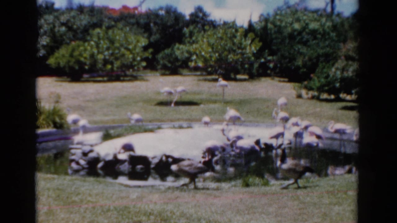 1975 Florida 8mm frame showing geese crossing the foreground while flamingos gather around a small landscaped pond.