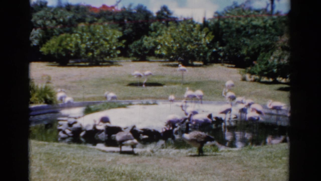 Geese move across grass near a pond while flamingos stand around the water.