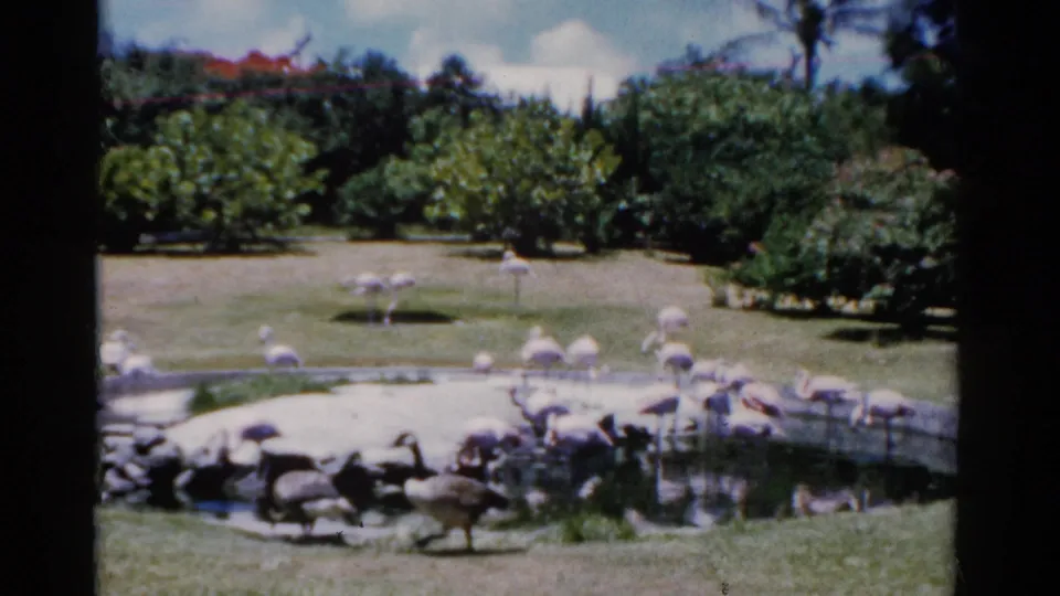 1975 Florida 8mm frame showing geese grouped at the pond edge and flamingos spread across the landscaped habitat.