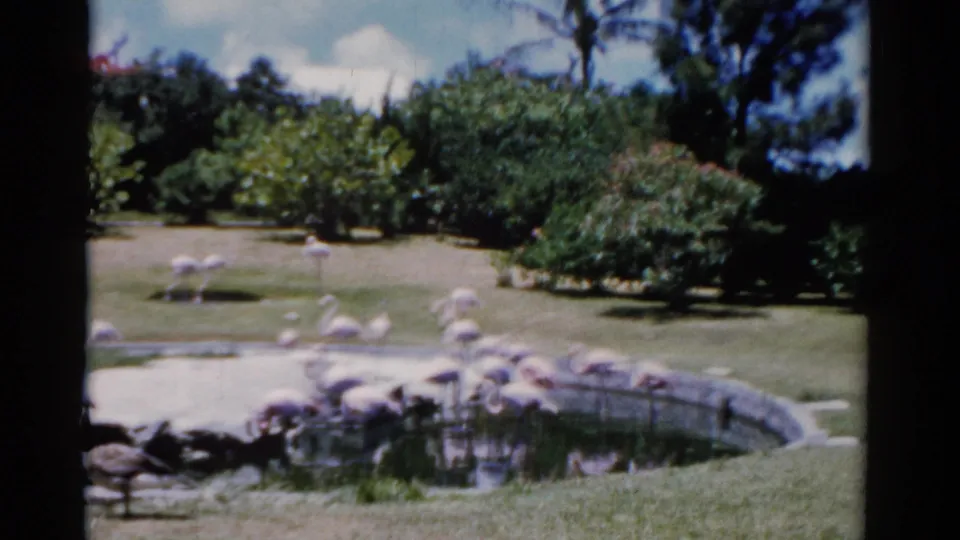 1975 Florida home-movie frame with one goose prominent in front of a pond filled with flamingos and greenery.