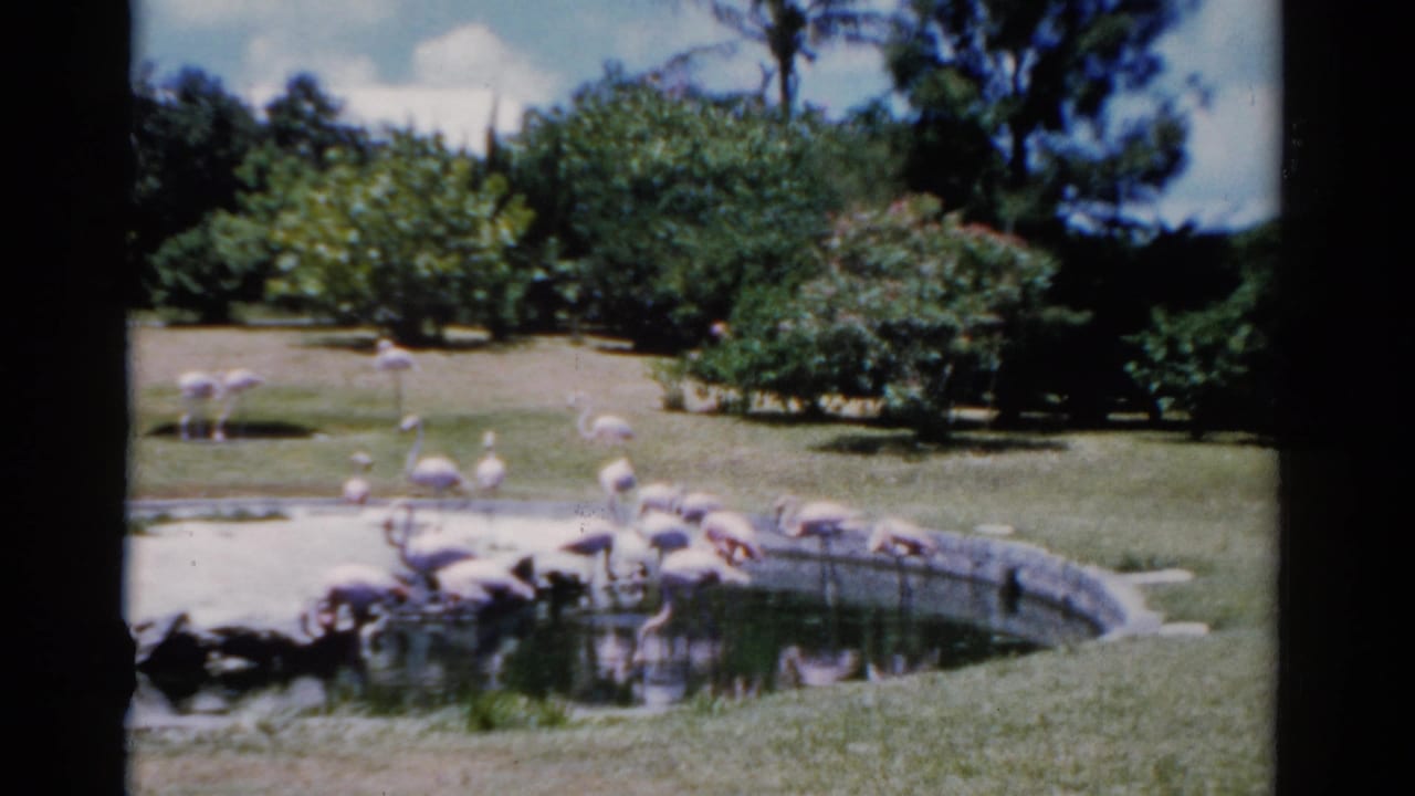 Flamingos stand and feed around a landscaped pond in a tropical park.