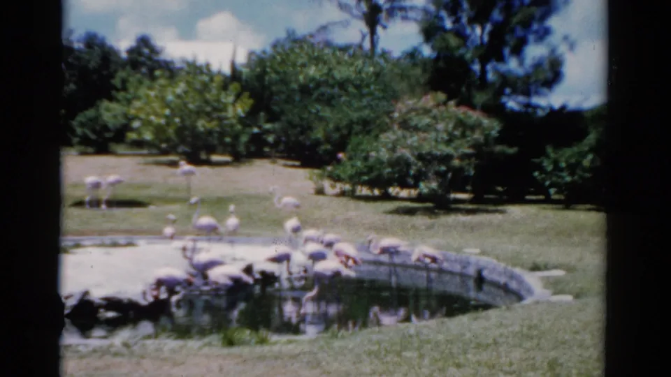 1975 Florida 8mm frame of pink flamingos gathered around a pond bordered by grass, shrubs, and trees.
