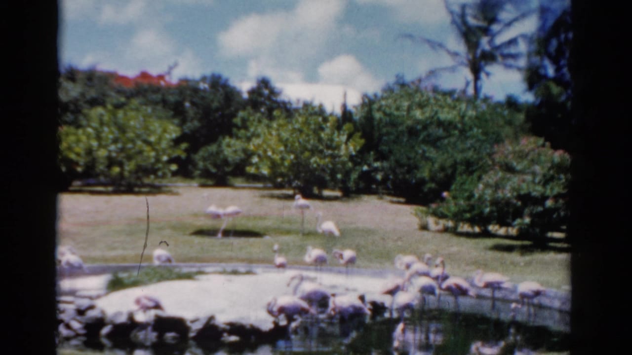 1975 Florida home-movie view of flamingos beside a shallow pond with lawns, trees, and bright sky behind them.