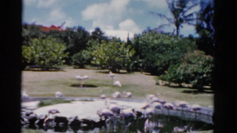 1975 Florida 8mm frame showing flamingos clustered near a curved pond with tropical foliage and lawn beyond.