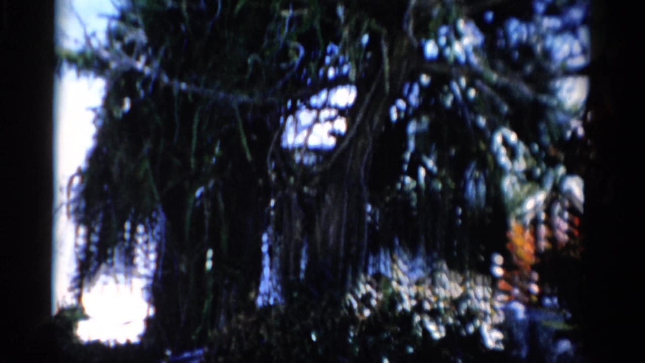 Moss-covered branches fill the frame in a Florida cemetery sequence shot on 8mm film.