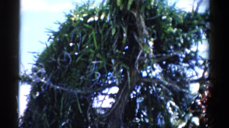 Large mossy tree and surrounding foliage in the 1975 Florida cemetery home-movie clip.