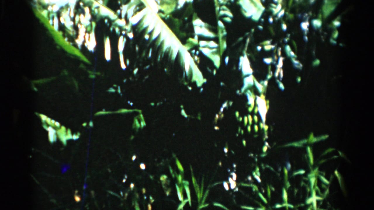Dense tropical foliage with broad green leaves and hanging fruit in dappled sunlight.