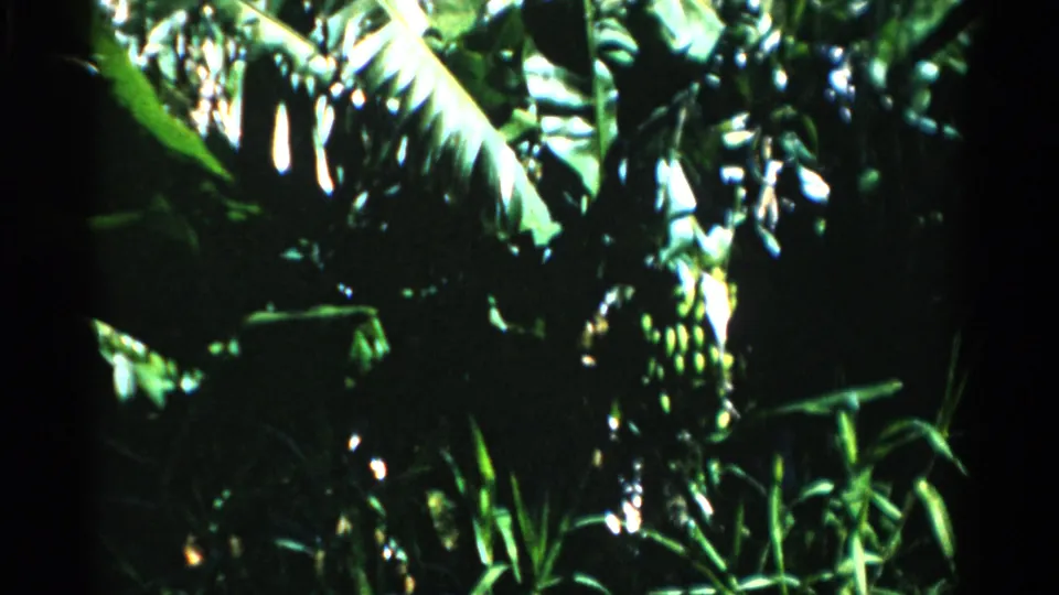1975 Florida home-movie frame showing sunlit banana-like leaves and green fruit clusters within dense vegetation.