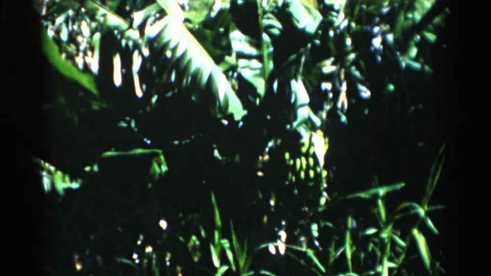 1975 Florida 8mm frame of a shadowed tropical grove with broad leaves, green fruit, and bright patches of daylight.