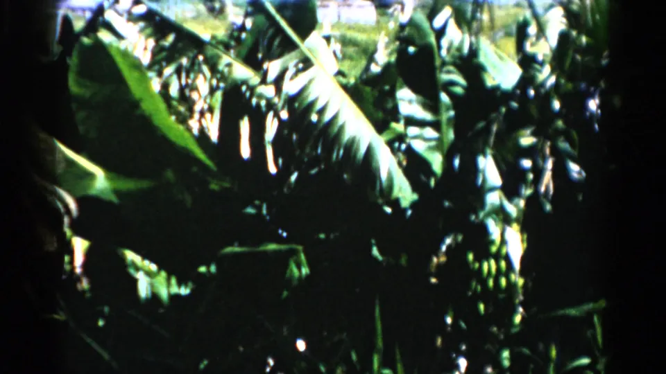 1975 Florida home-movie frame with large green leaves, dense tropical growth, and strong sunlight through the foliage.