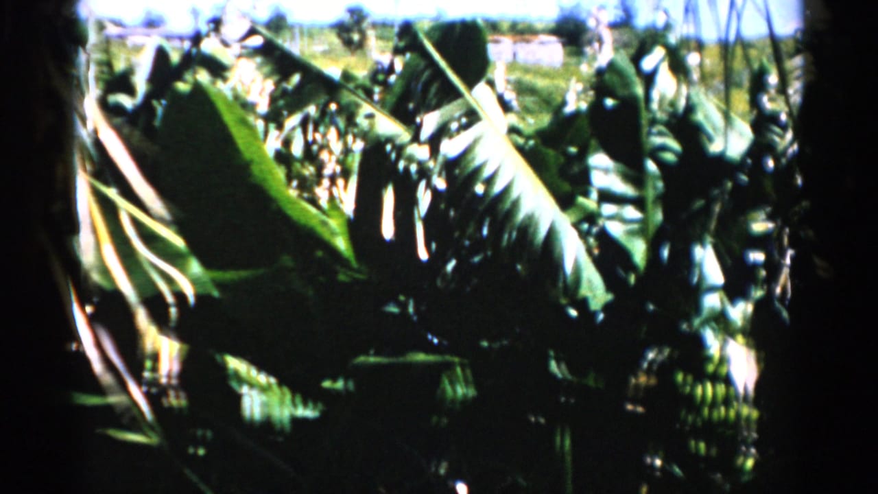 1975 Florida 8mm frame showing broad tropical leaves in the foreground with field, horizon, and blue sky behind.