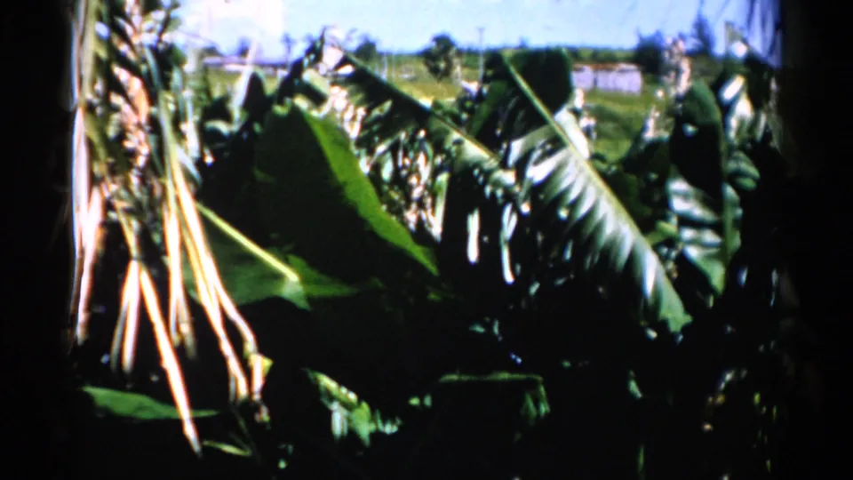 1975 Florida 8mm frame with dense tropical foliage, large leaves, dark trunks, and a bright distant horizon.