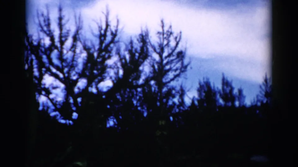 1975 Florida 8mm frame with silhouetted branches and treeline set against a pale, clouded sky.