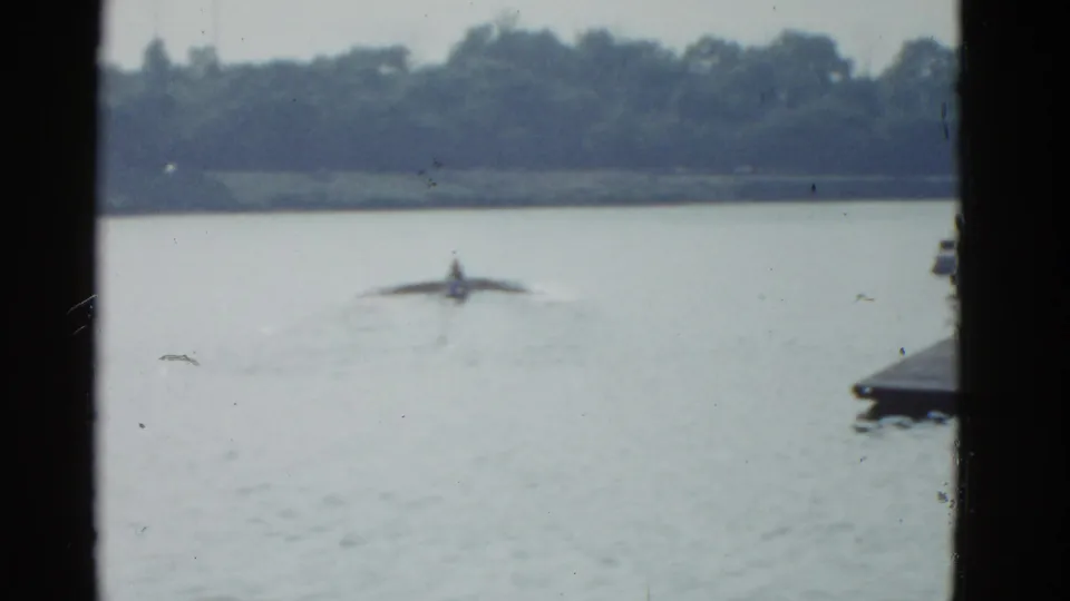 A single scull rows across open water in the 1975 Boston scene, with a dock at the right edge and a wooded shoreline beyond.