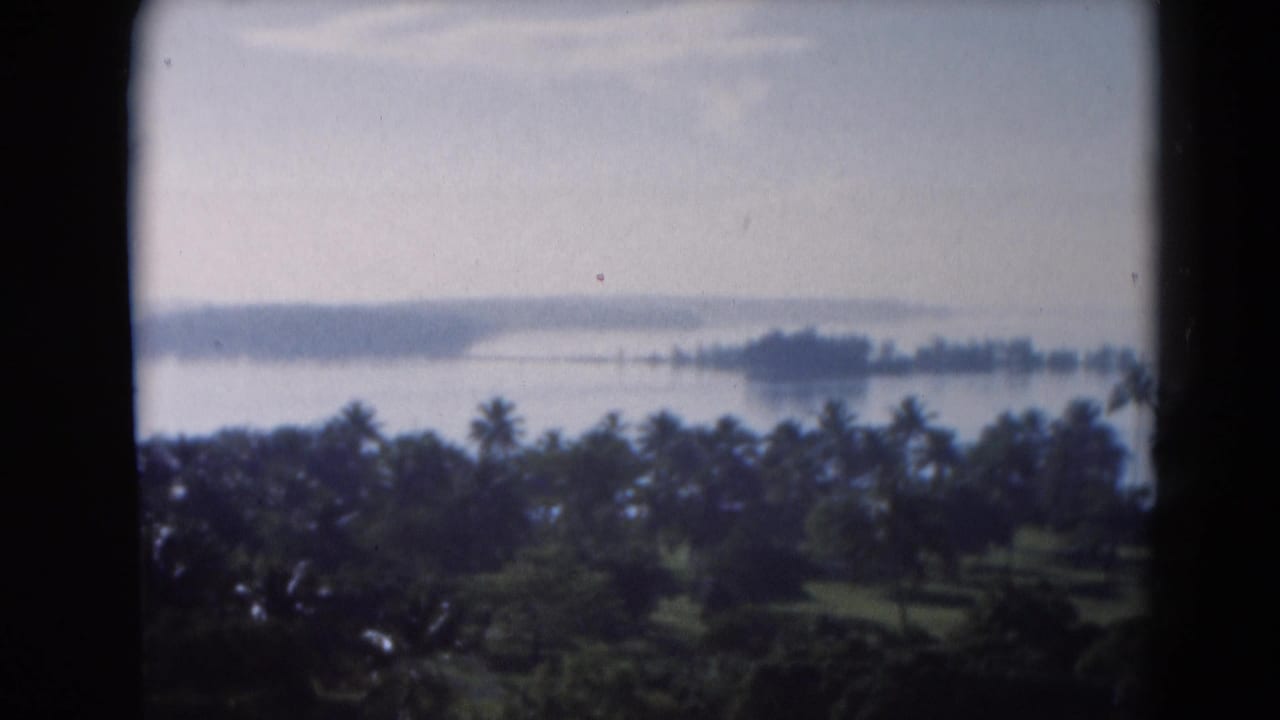 1975 Florida 8mm frame showing a hazy ocean or bay view beyond dense palm trees and distant low land.