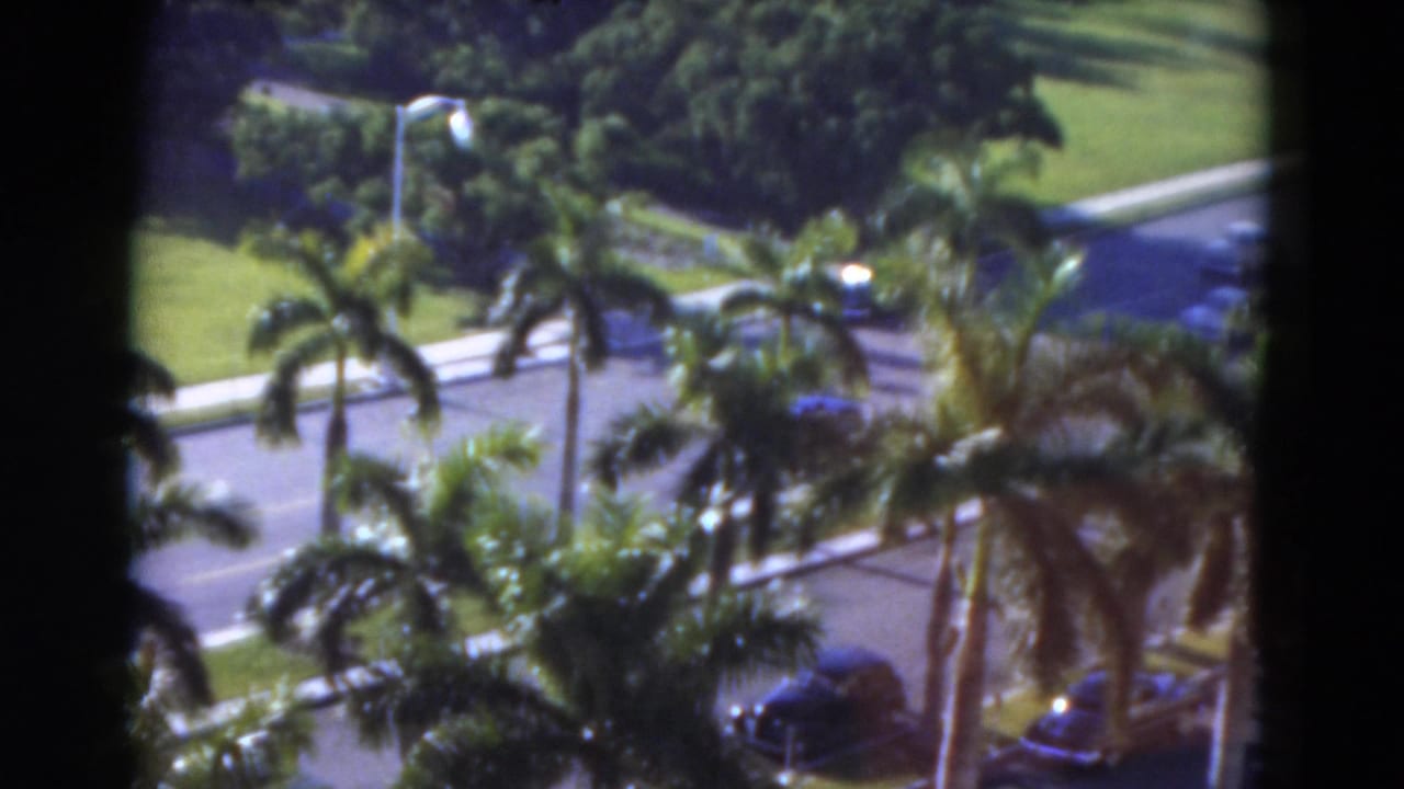 Elevated view of palm trees, a sunny road, lawns, and parked cars.