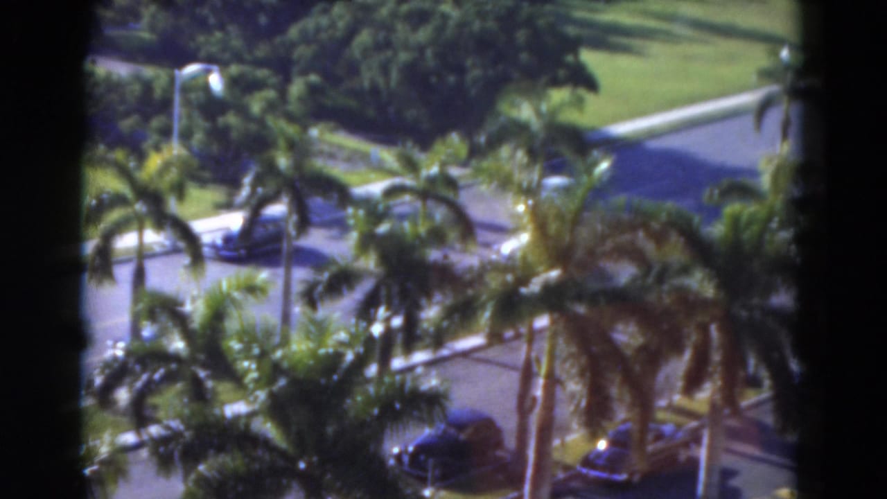Palm trees and parked cars beside a curving road in bright sun.