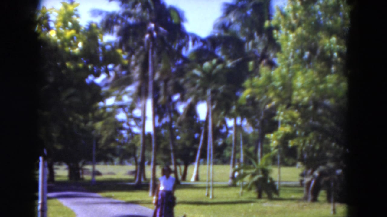 Palm-lined park path with a small person walking in the distance.