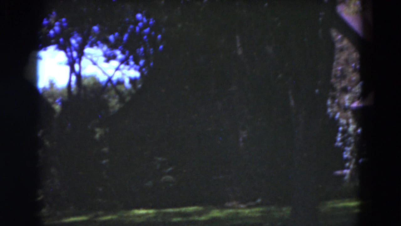 Dark stand of trees and shaded lawn with bright sky openings above.