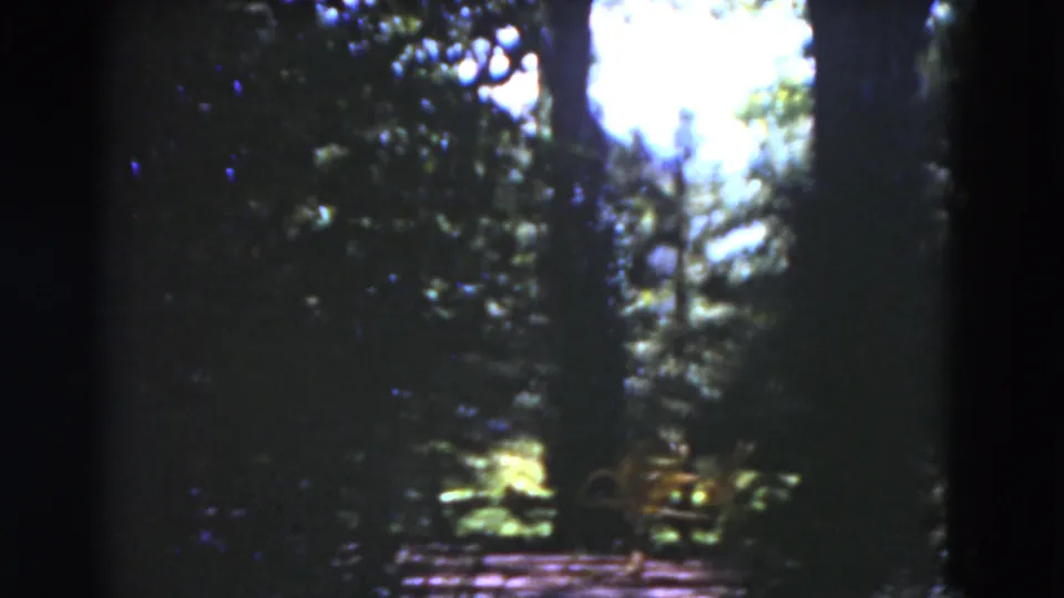The final frame holds on shaded Florida garden foliage, tall trees, bright sky, and a small bench-like shape near the path.