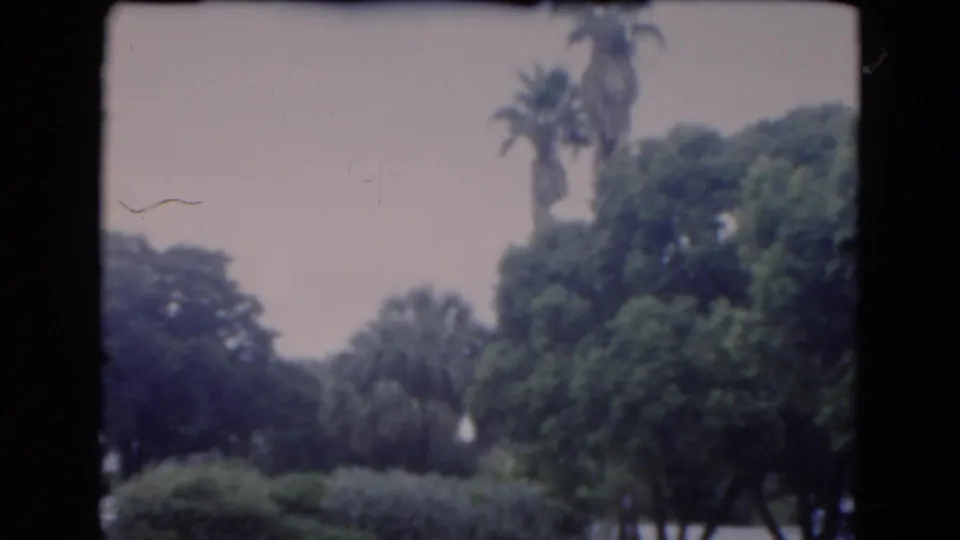 Florida 8mm frame shifting toward palm trees and dense greenery near the waterside lawn.