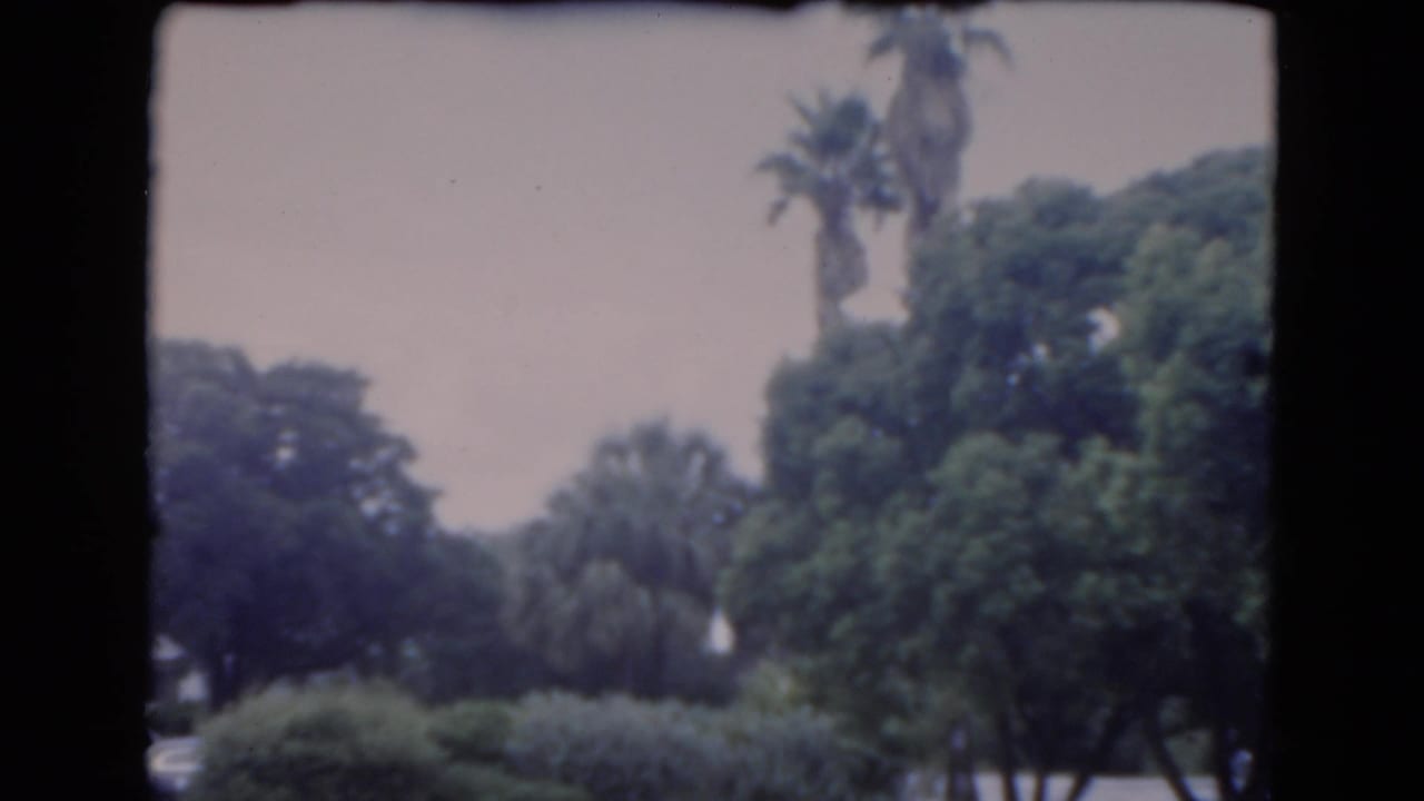 Palm trees and dense greenery beyond a lawn, with a parked car partly visible at left.
