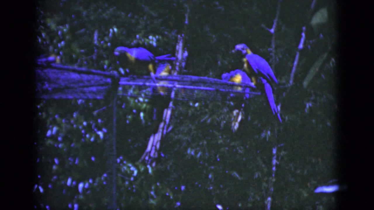 Two blue-and-yellow macaws perched on a wooden branch amid dense foliage.