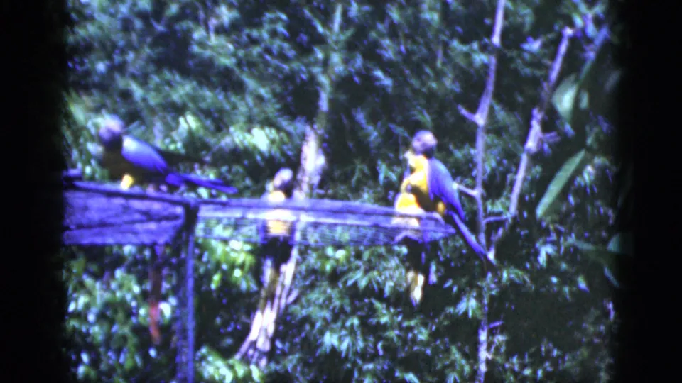 1975 Florida home-movie frame of two blue-and-yellow macaws on a raised wooden perch against dense tropical vegetation.