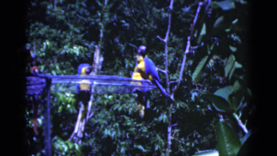A 1975 Florida 8mm frame shows macaws on a wooden perch, one bending toward the structure while another faces outward.