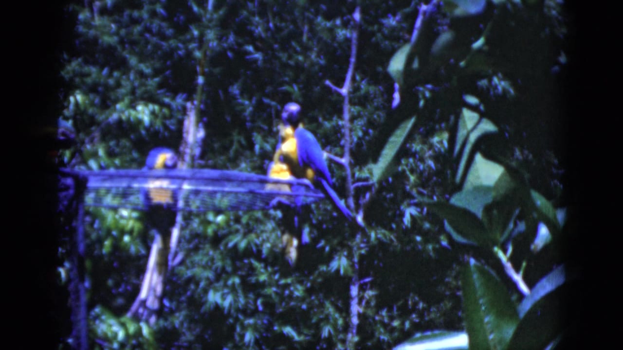 Blue-and-yellow macaws perched on a wire platform in a leafy enclosure.