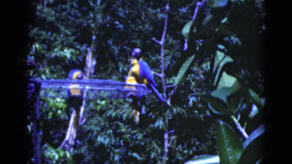 1975 Florida 8mm frame of blue-and-yellow macaws on a wire platform amid dense green foliage.