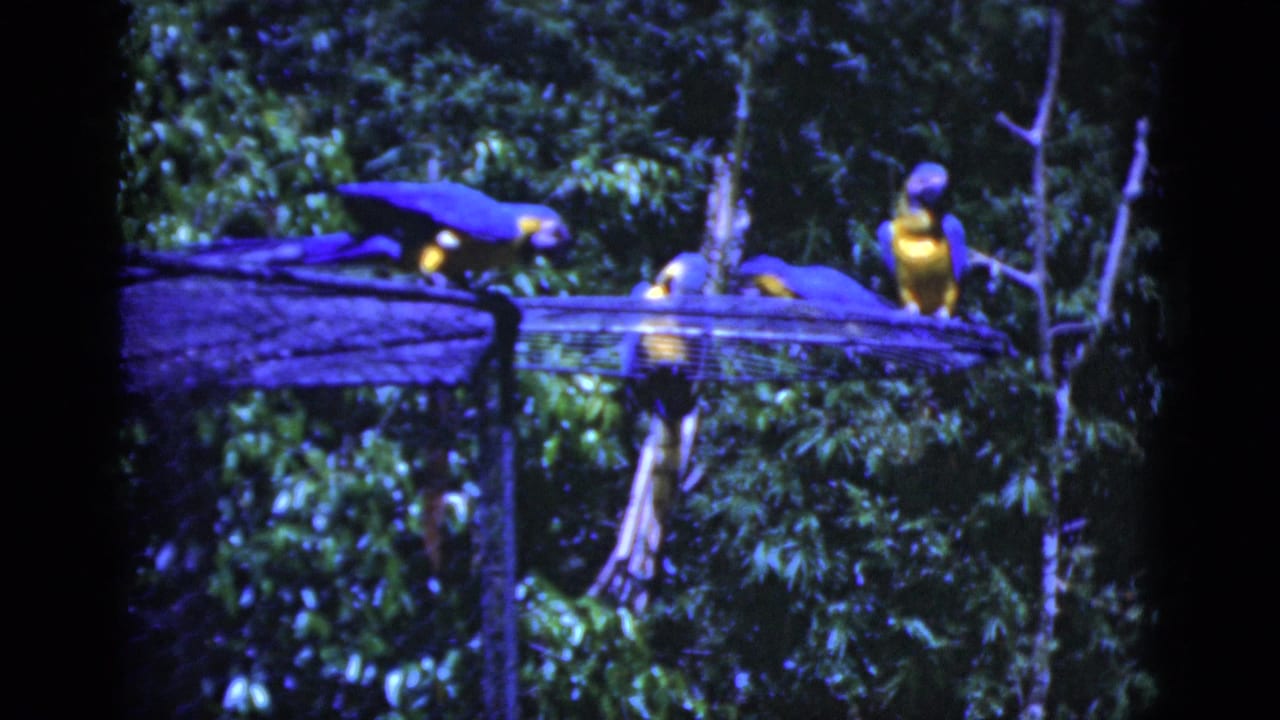 Several macaws rest on a wire platform with foliage behind them.