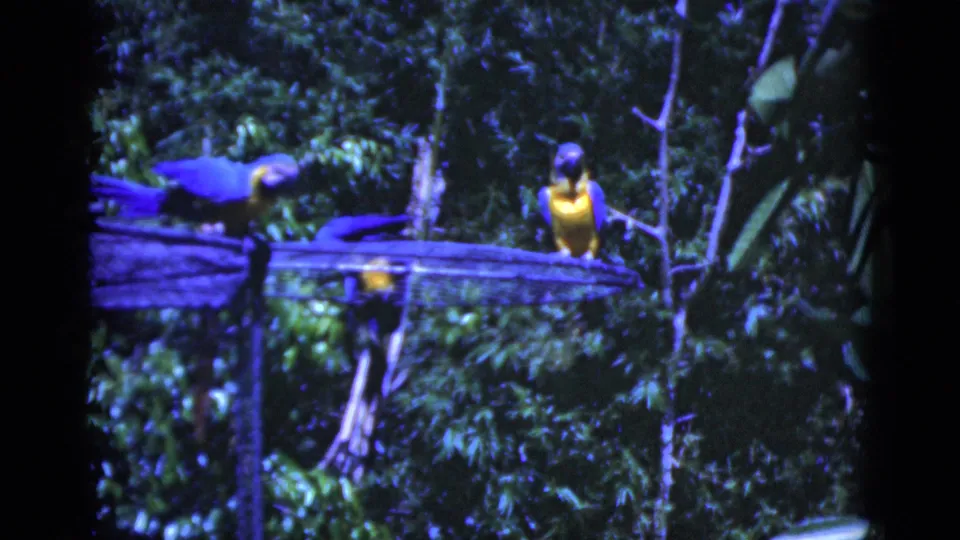 A visitor-shot 1975 Florida frame shows macaws perched in an enclosure with dark leaves crossing the view.