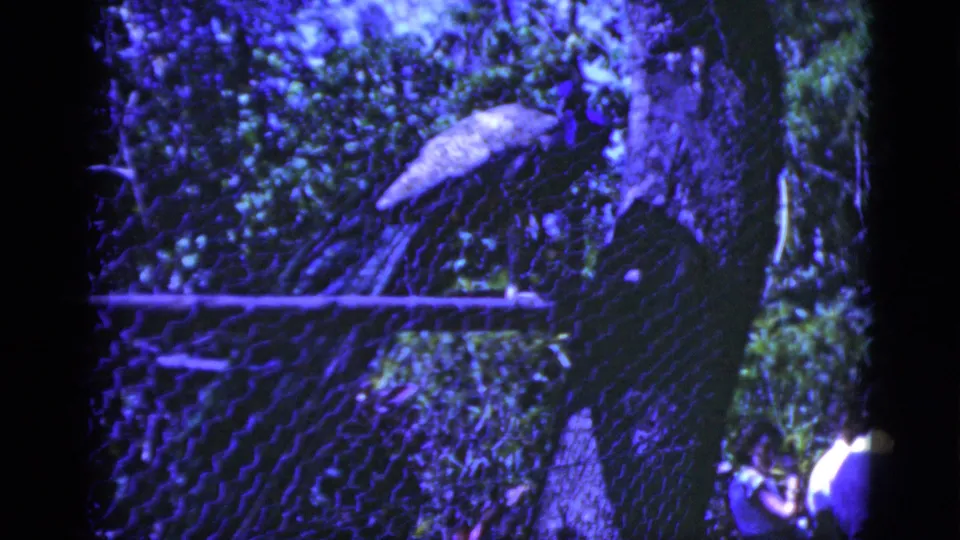 The 1975 Florida home-movie frame looks through enclosure mesh toward foliage, with a macaw partly visible near the bottom.