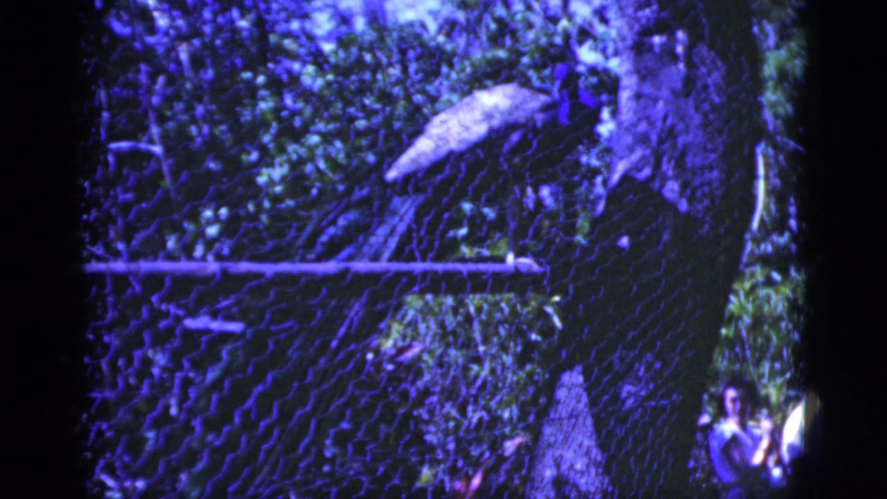A peacock perches on a chain-link fence in 1975 Florida home-movie footage with a strong purple-blue film cast.