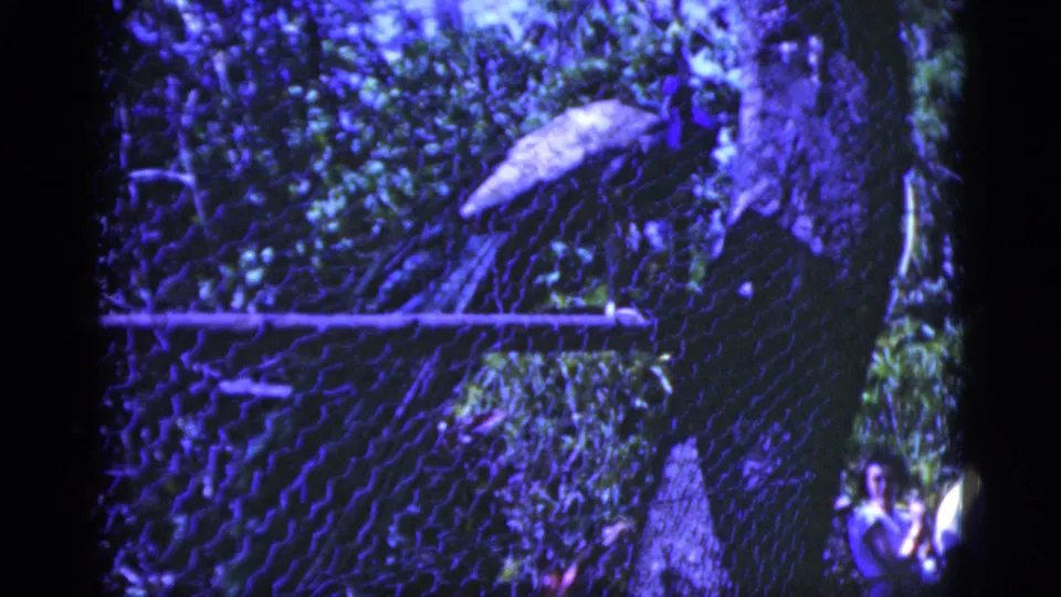 A peacock perches on a chain-link fence in 1975 Florida home-movie footage with a strong purple-blue film cast.