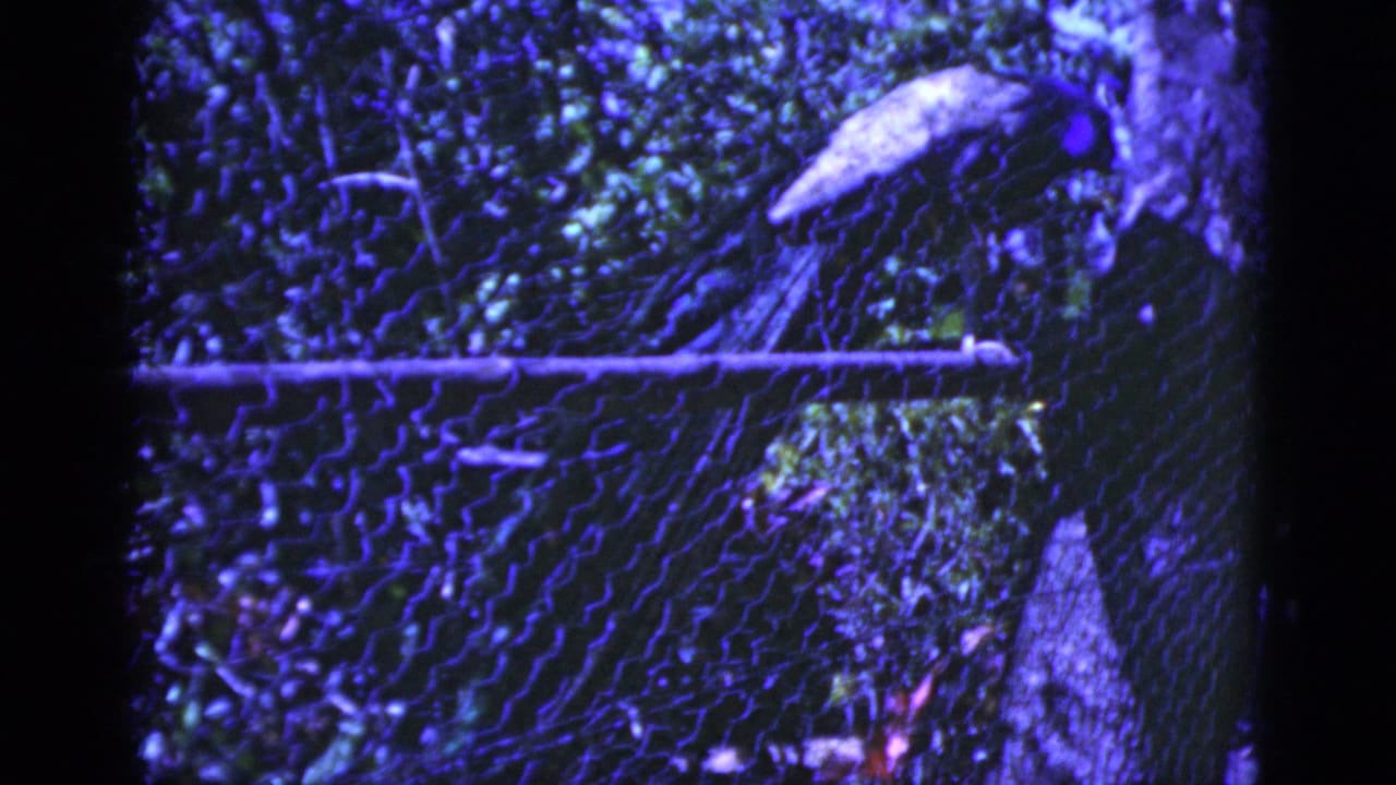 The peacock is seen from a similar angle, perched above chain-link fencing amid dense outdoor greenery.