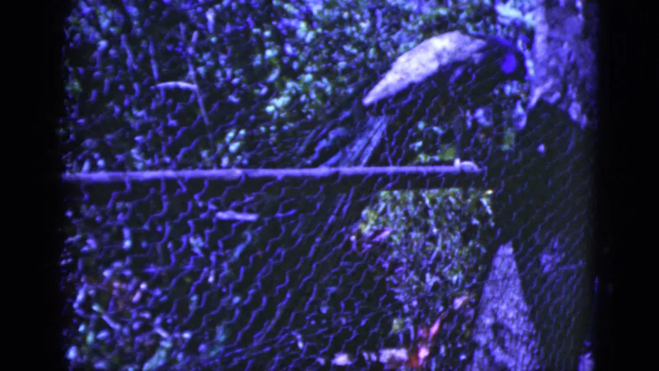 The peacock is seen from a similar angle, perched above chain-link fencing amid dense outdoor greenery.
