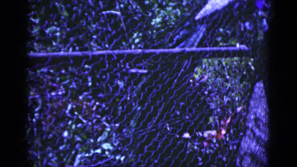 A peacock and fence fill the frame, with a distant person-like figure partly visible behind the enclosure area.