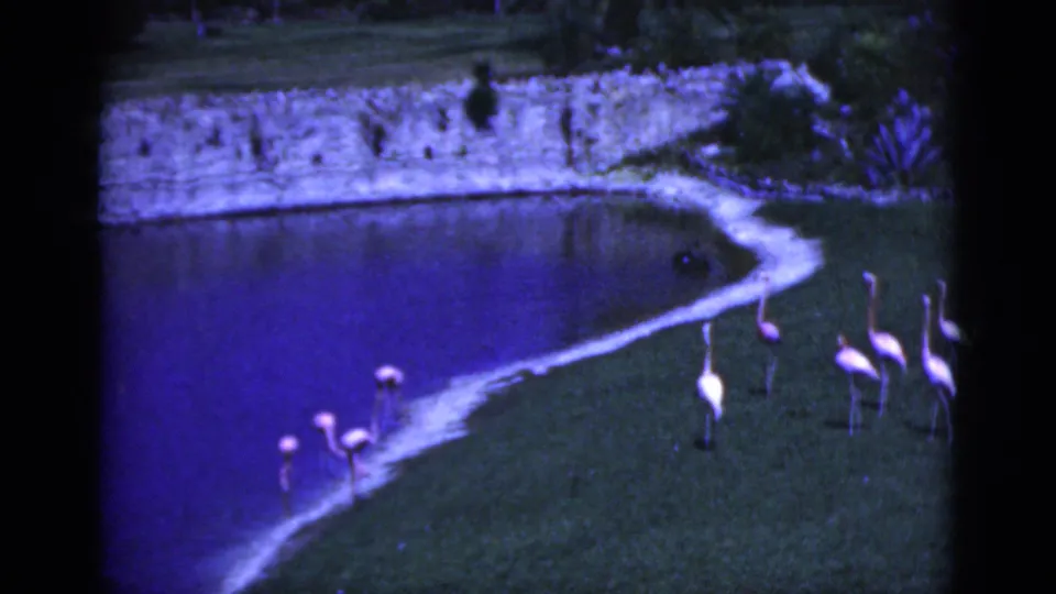 Flamingos gather beside a pond in the Florida home-movie scene, with grass, water, shrubs, and a stone wall visible.