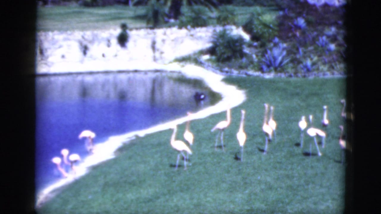 Flamingos stand and wade beside a pond in a landscaped tropical garden.