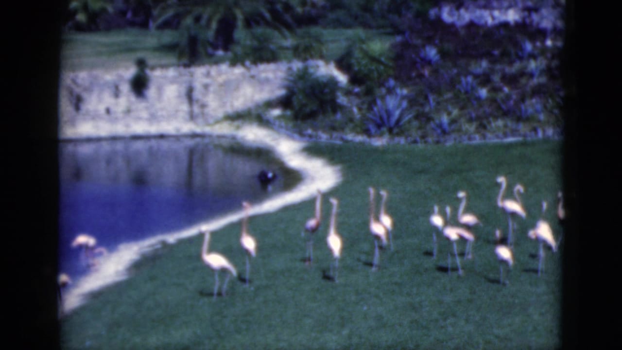 1975 Florida home-movie frame of flamingos moving along a green lawn beside a curved pond and dense tropical plants.