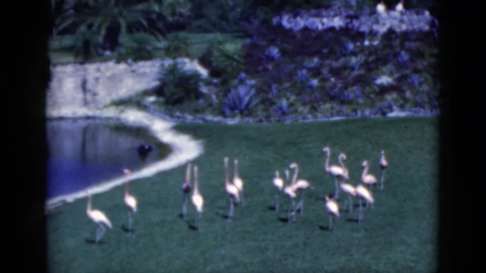 Soft 8mm Florida frame from 1975 showing flamingos on a grassy bank near pond water and layered tropical vegetation.