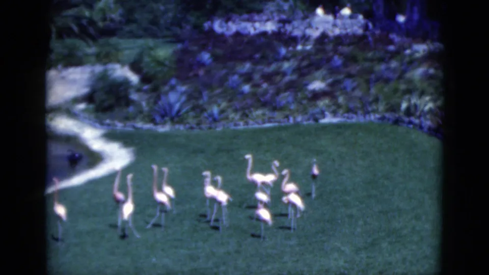 1975 Florida 8mm frame with flamingos grouped on a lawn beside a pond, framed by dark contact-sheet borders and soft focus.
