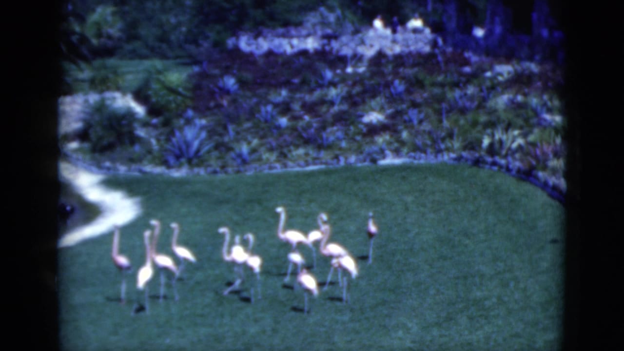 Pink flamingos standing on a green lawn beside a curved tropical garden bed.