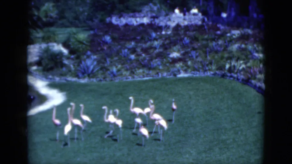 1975 Florida 8mm frame of pink flamingos on a manicured lawn with dense tropical planting behind them.