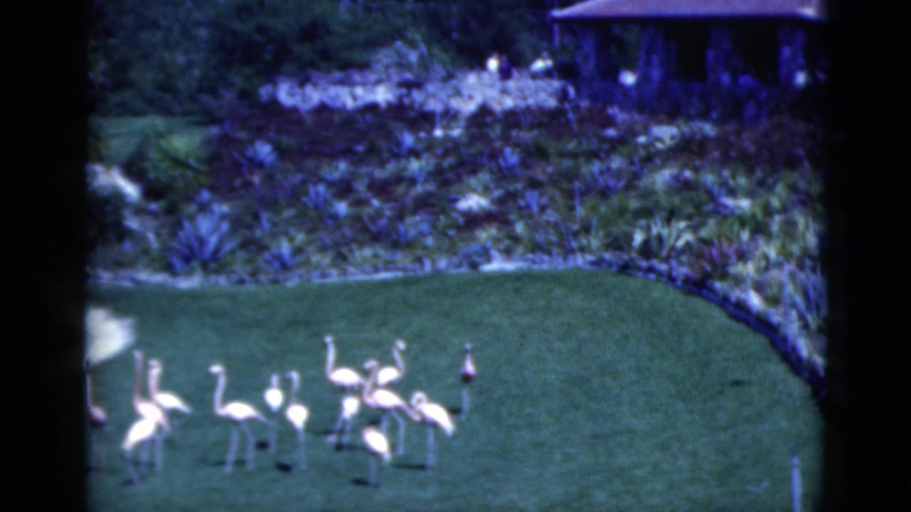 Flamingos spread across a lawn with garden beds and a partial pavilion roof behind them.