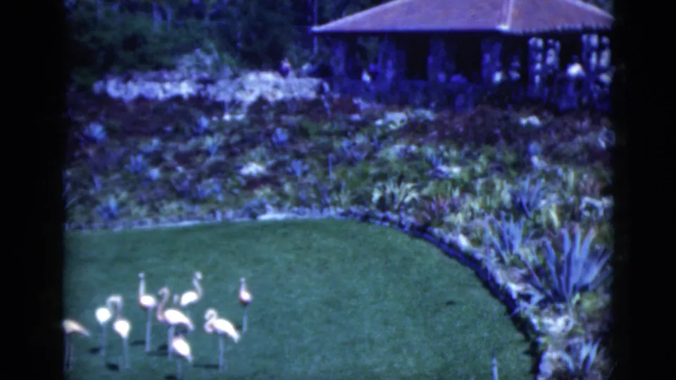 1975 Florida 8mm frame with flamingos low in view, a green lawn, tropical beds, and a small gazebo beyond.